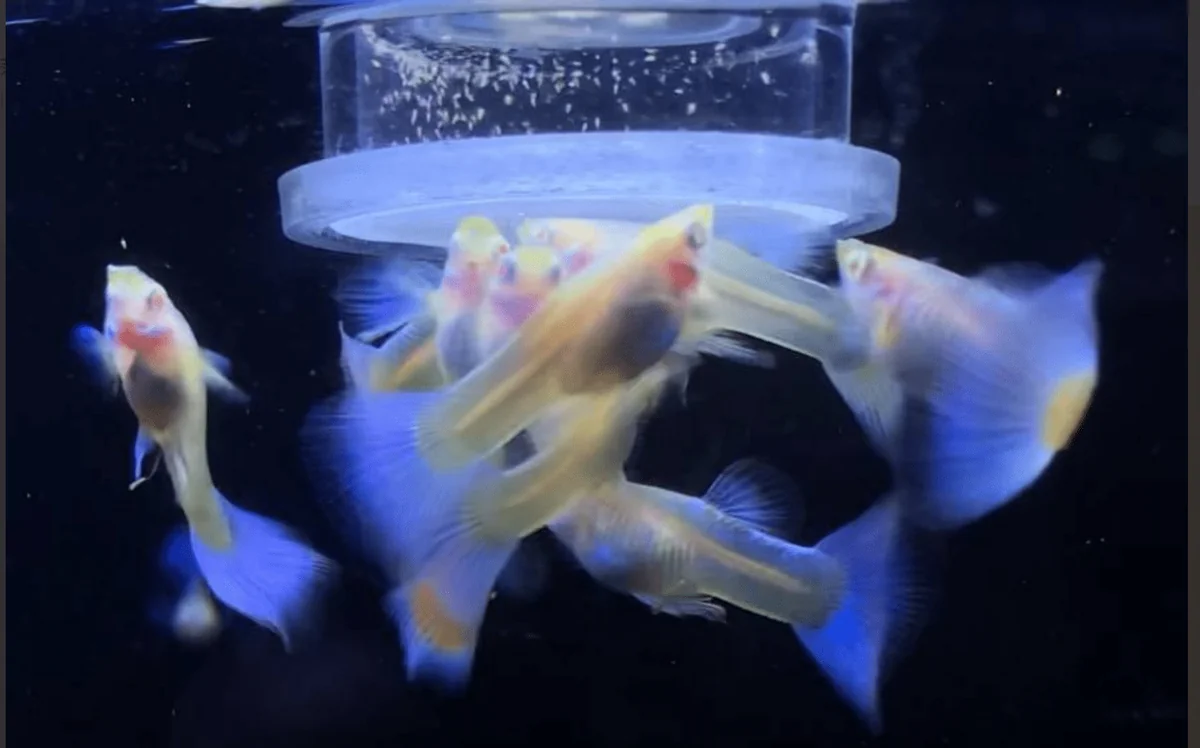 ｜好物推介｜養魚必備！解決喂食困擾的豐年蝦喂食器