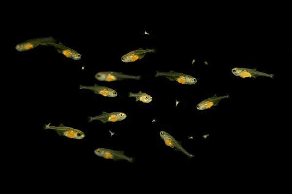 豐年蝦孵化超簡單！免打氣、高孵化率的 3 種懶人法（新手必看）