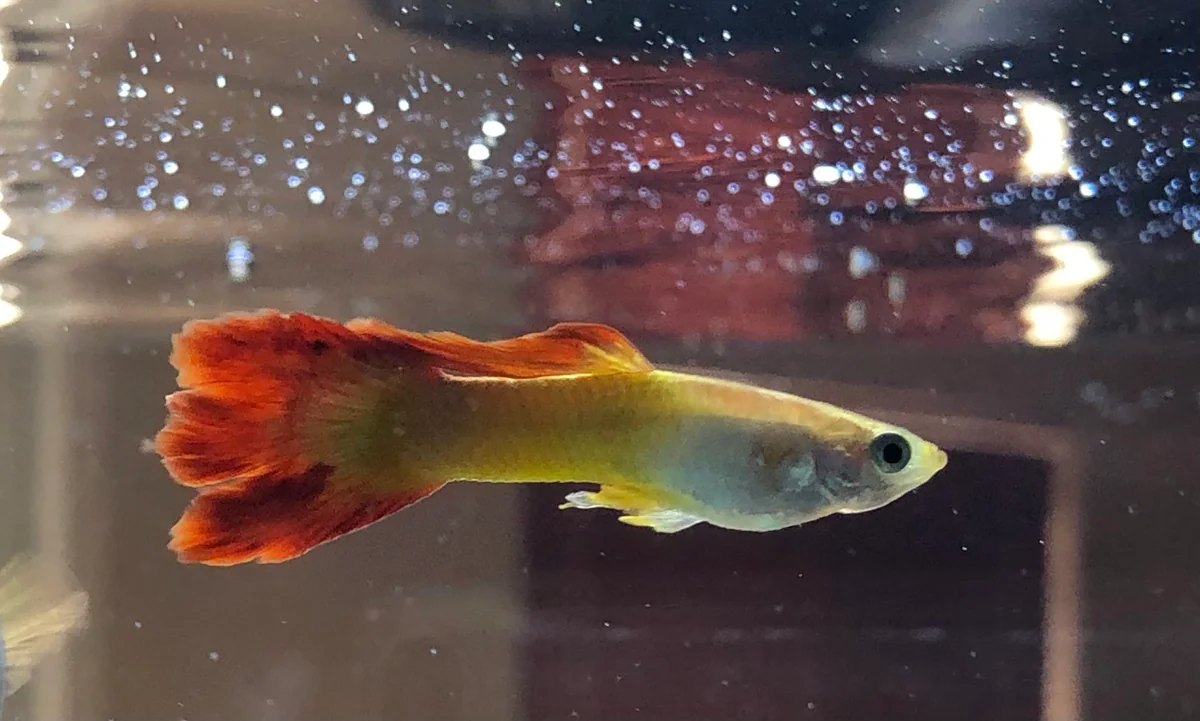 剛買的孔雀魚隔天就死？5大原因分析與新魚暴斃急救指南