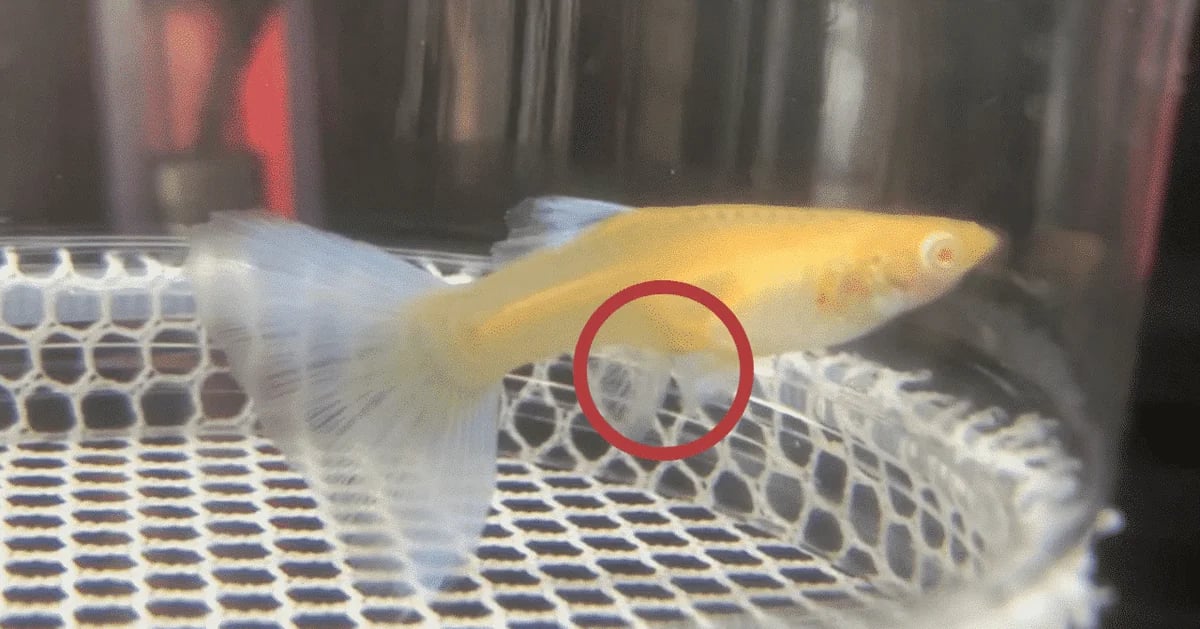 孔雀魚懷孕徵兆全圖解:肚子黑黑就是嗎?懷孕週期與隔離時機