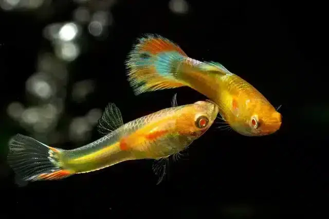 孔雀魚公母要分開養嗎?3大好處告訴你(附公母分辨圖解)