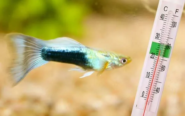 孔雀魚怕冷嗎?冬天水溫幾度才安全?加溫棒省電設定教學