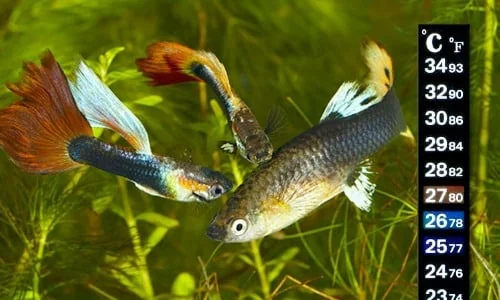 快速發育的代價：延長觀賞魚健康壽齡的祕密