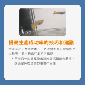生產指南孔雀魚生產前兆及隔離方法和其注意事項_提高生產成功率的技巧和建議1