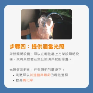 豐年蝦孵化指南步驟四：提供適當光照