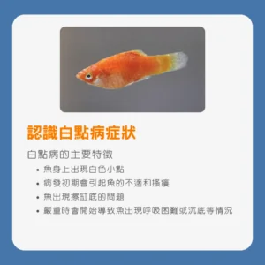 認識白點病症狀