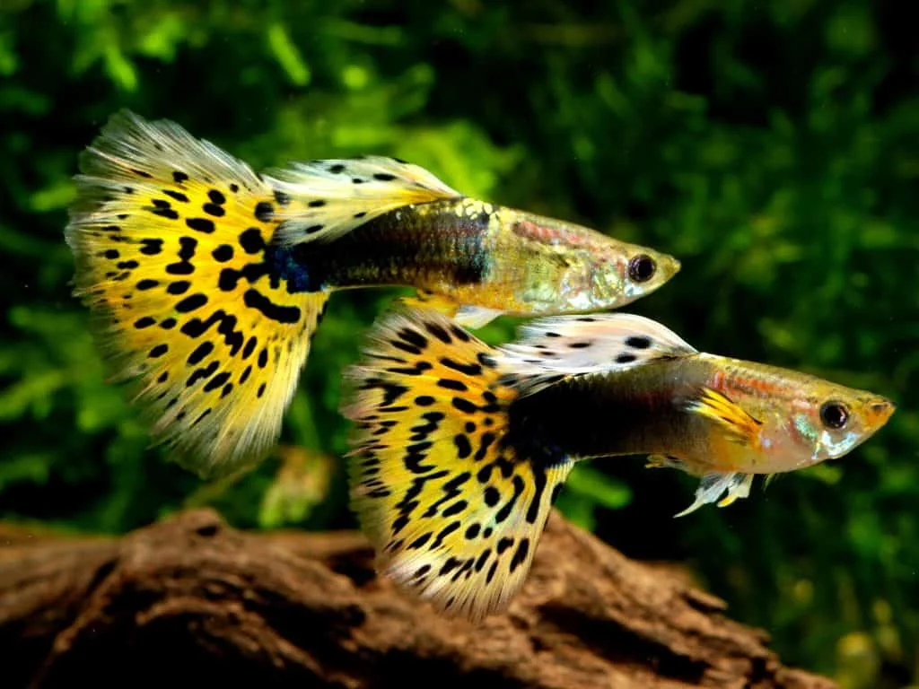 孔雀魚繁殖成功的關鍵技巧圖解