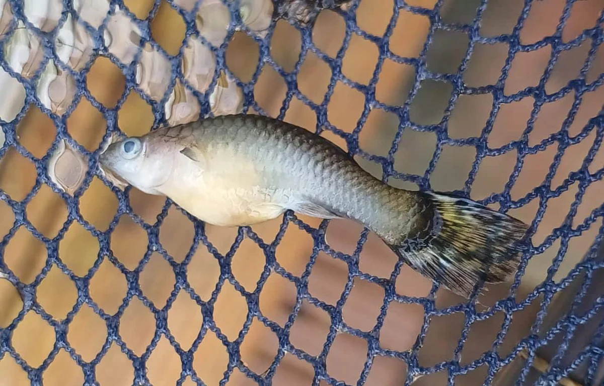 孔雀魚生產指南｜孔雀魚生產後死亡的3 大原因和預防方法| 孔雀魚先生| 孔雀魚工作室