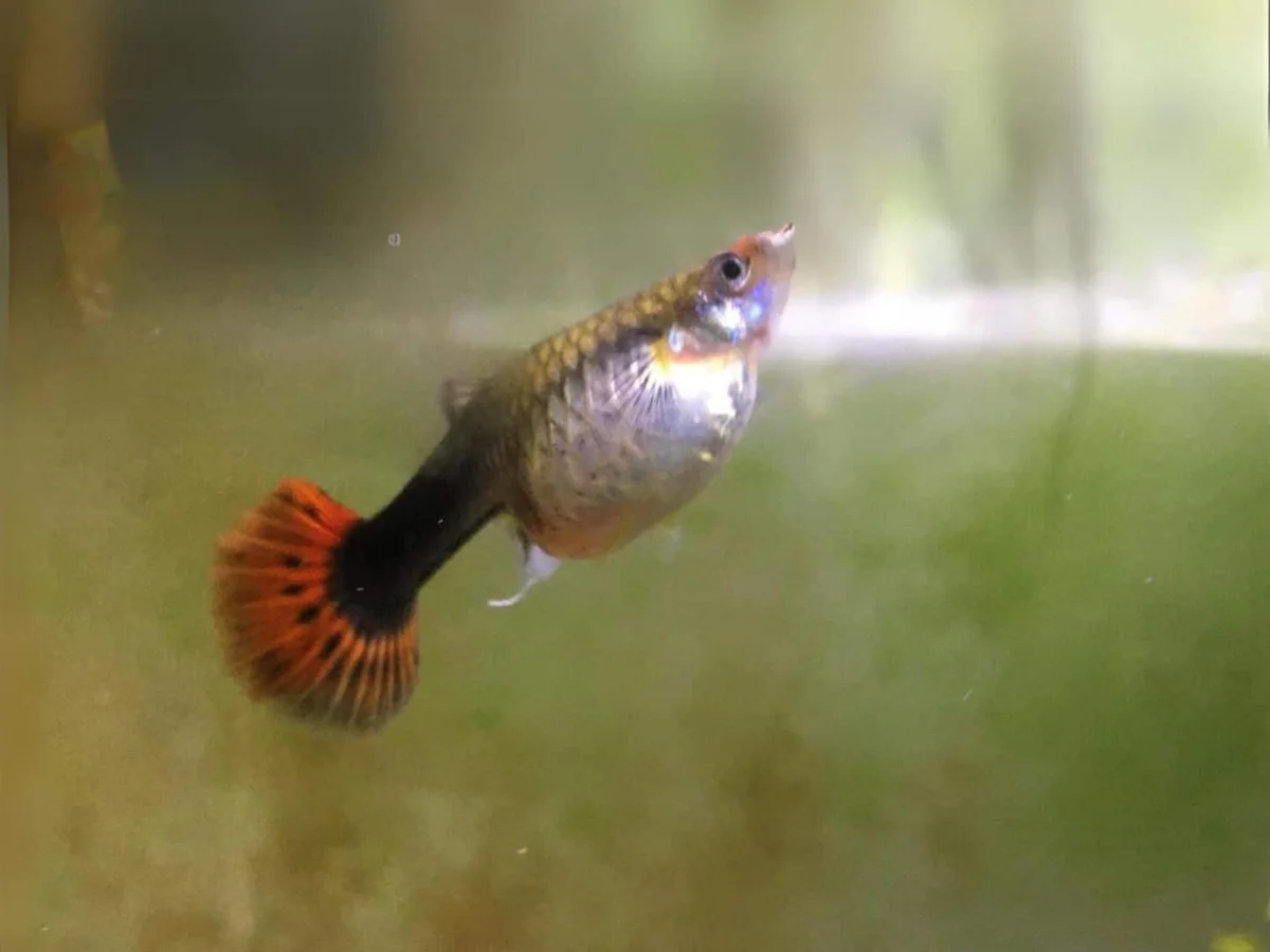 孔雀魚難產處理指南- 症狀識別與緊急救援方法| 孔雀魚先生| 孔雀魚工作室