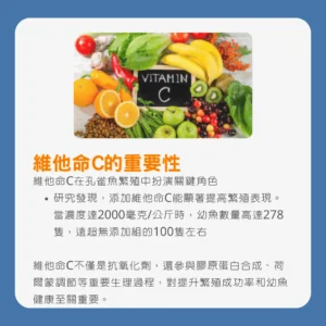 維他命C對孔雀魚繁殖的重要性圖解，展示添加維他命C如何顯著提高幼魚數量及其在生理過程中的關鍵作用。