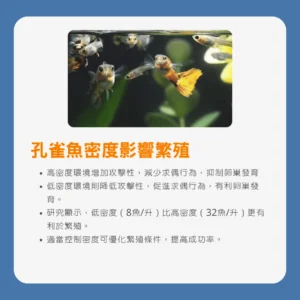 孔雀魚繁殖密度影響圖，展示高低密度對繁殖行為和卵巢發育的影響。
