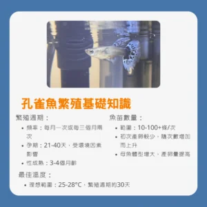 孔雀魚繁殖基礎知識圖解，展示繁殖週期、孕期、性成熟時間、魚苗數量和最佳溫度等關鍵信息。