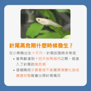 孔雀魚針尾高危期什麼時候發生？