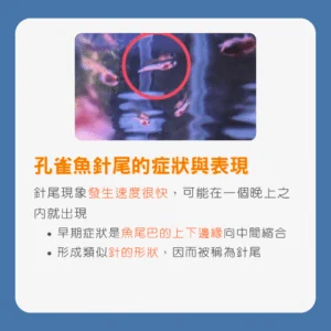 孔雀魚針尾的症狀與表現
