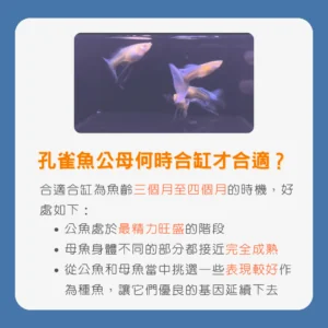 孔雀魚公母何時合缸才合適