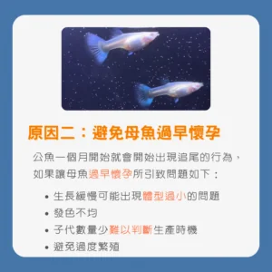 原因二_避免母魚過早懷孕