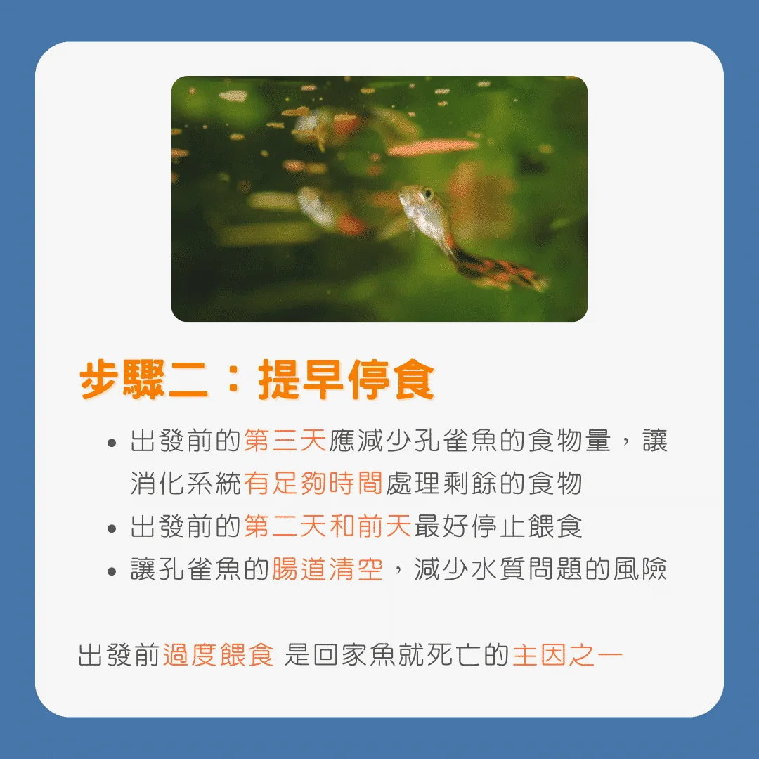步驟二：孔雀魚提早停食