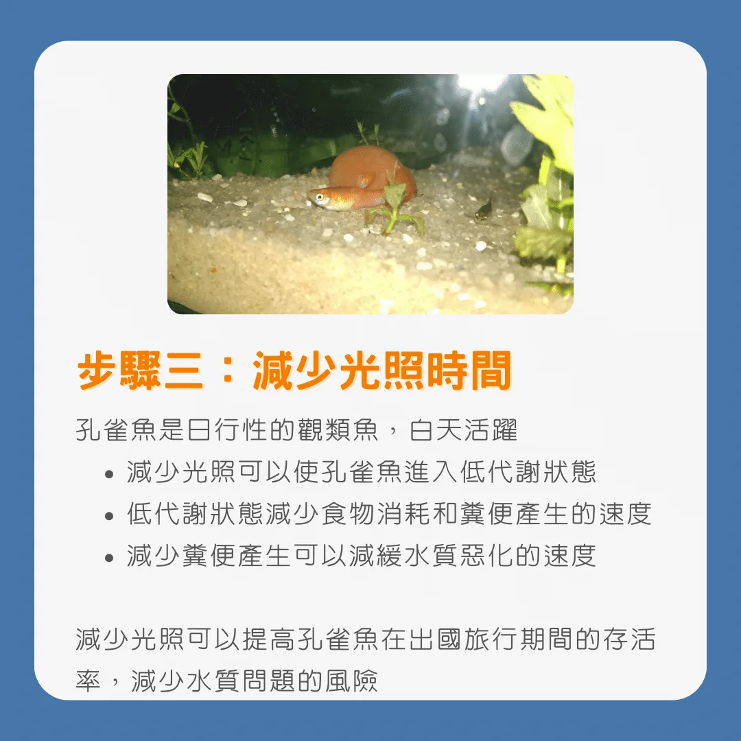 步驟三：減少孔雀魚光照時間