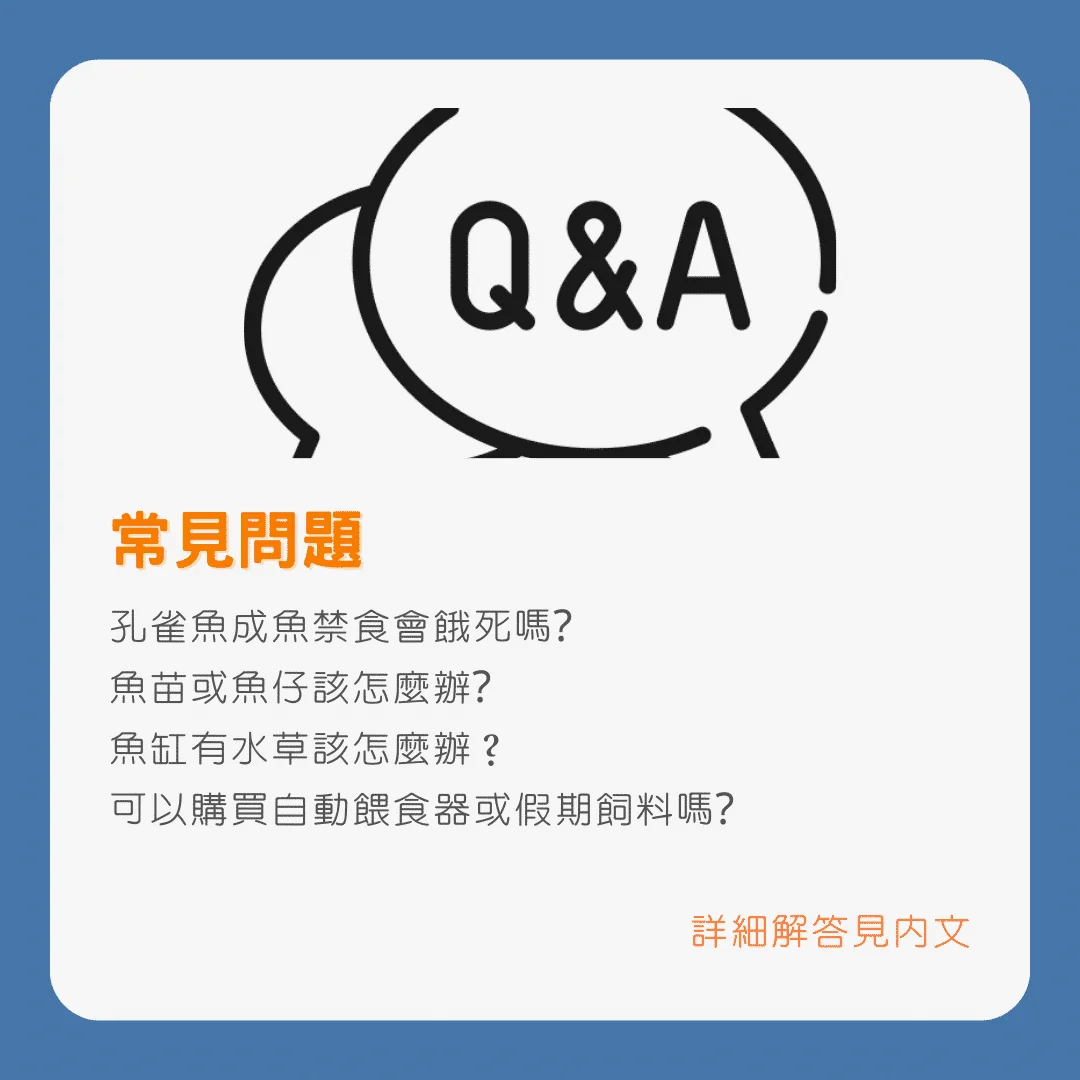 出國遊回到家後的孔雀魚注意事項